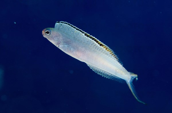 Sabre blenny