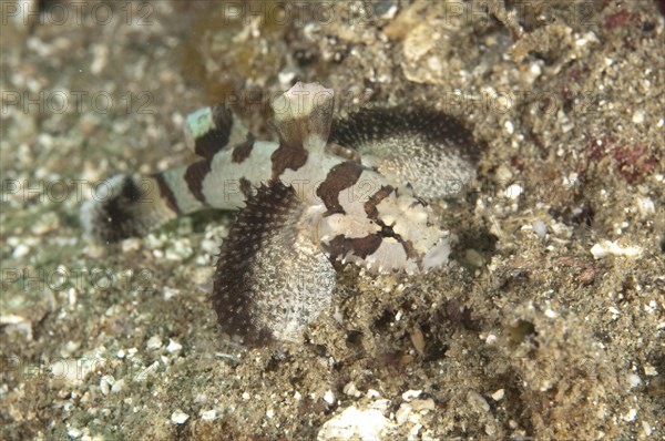 Frogfish