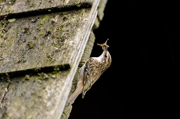 Eurasian treecreeper