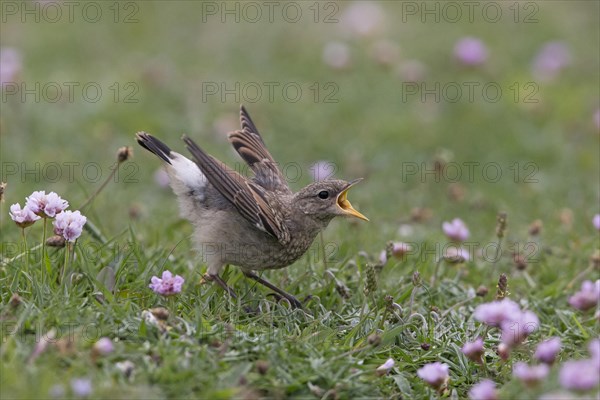 Northern northern wheatear