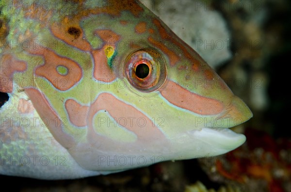 Batu wrasse