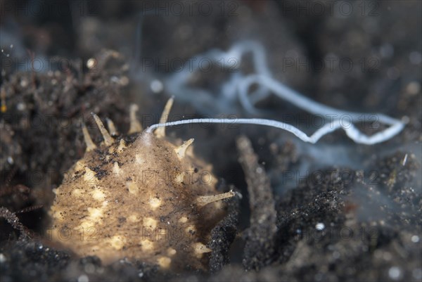 Volcano sea cucumber