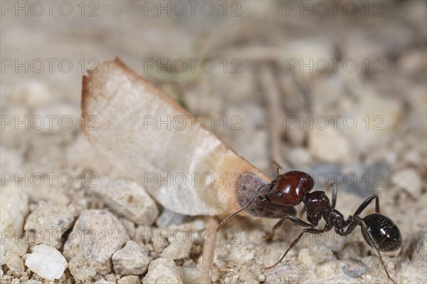 Harvester ant