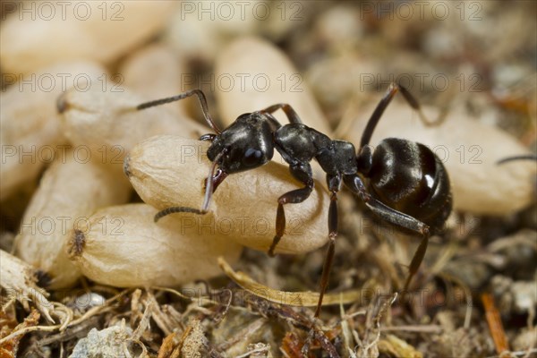 Wood Ant