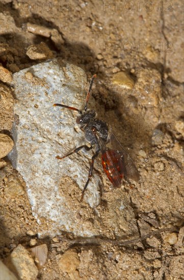 Cuckoo bee