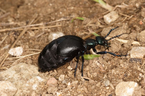 Black oil beetle