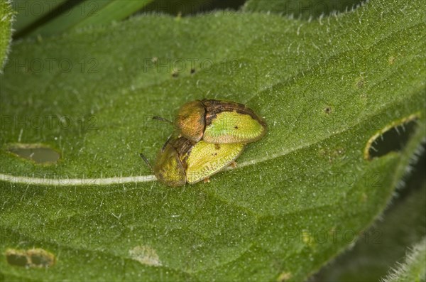 Rusty shield beetle