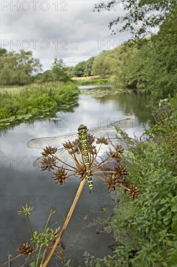 Southern hawkers