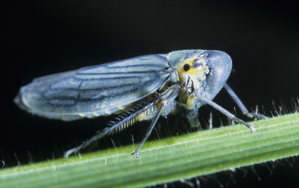 Green Leafhopper