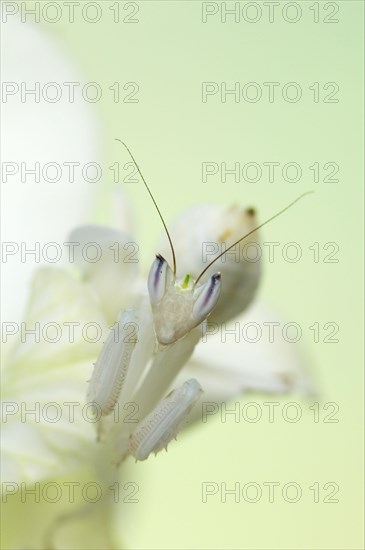 Walking flower mantises