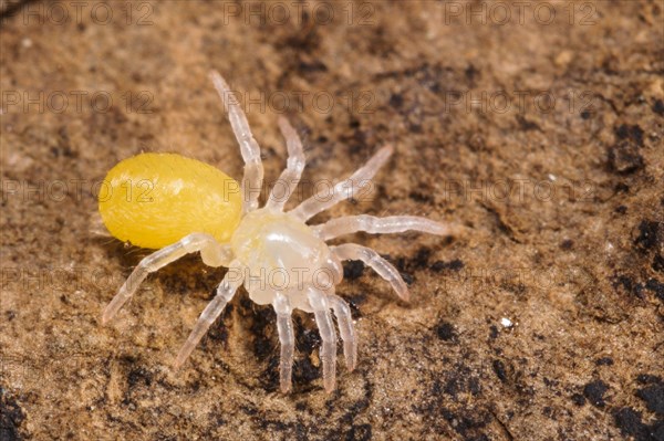 Trapdoor Spider