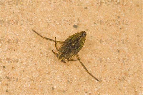 Spotted Water Boatman