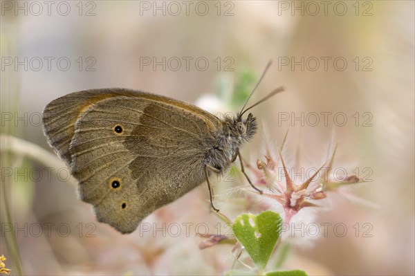 Brush-footed butterfly