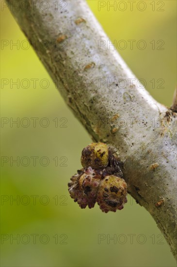 Gall Wasp