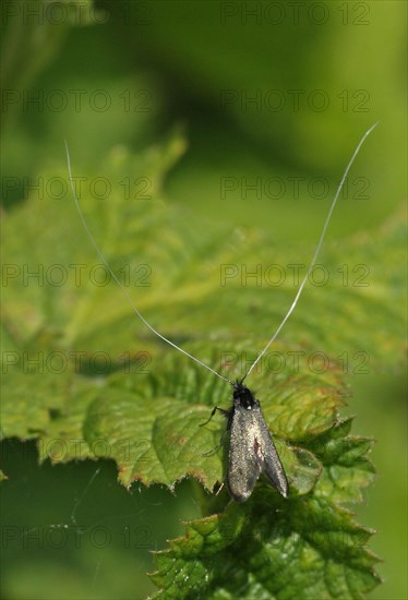 Green Longhorn