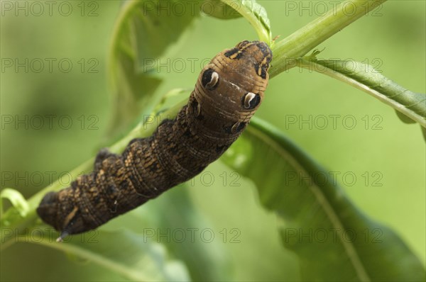 Elephant Hawkmoth