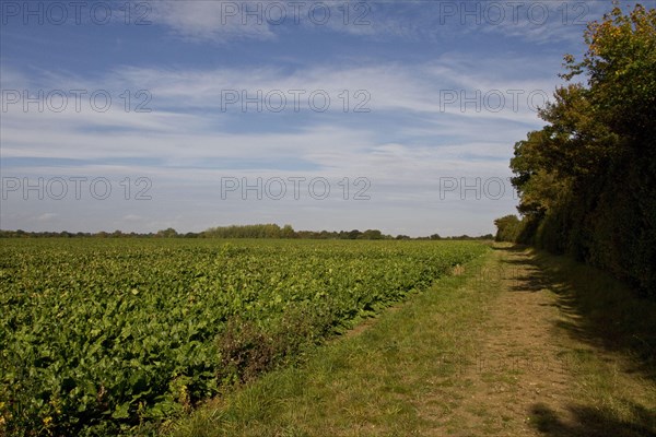 Sugar beet field with solid lateral