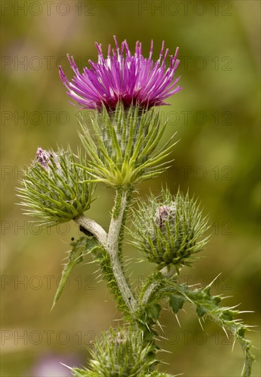 Welted Thistle