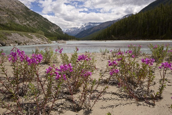 Flowering dwarf fireweed