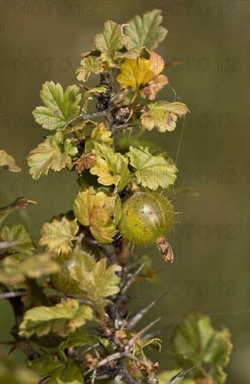 Wild Gooseberry