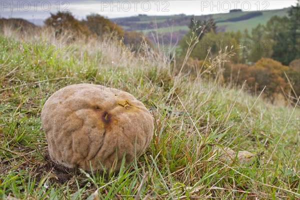 Lycoperdon caelatum