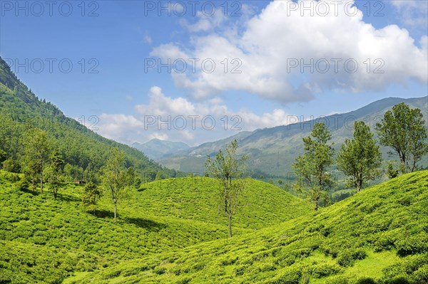 Tea plant