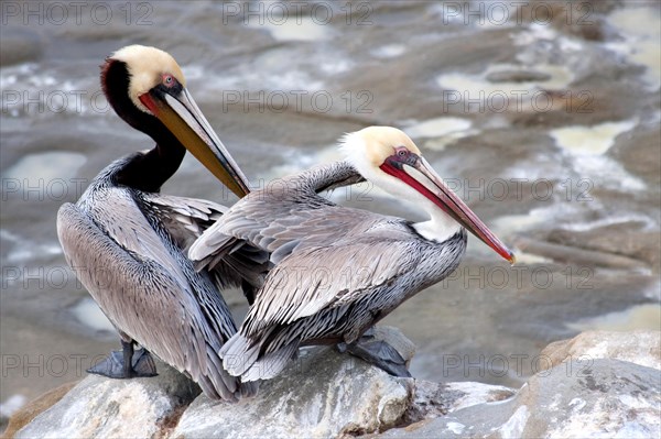 A Pair of California Brown PelicansÂ in La Jolla