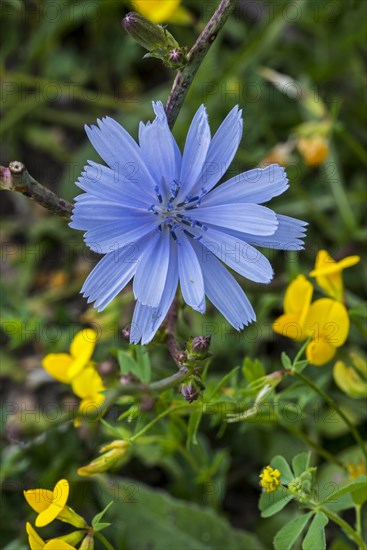 Common chicory