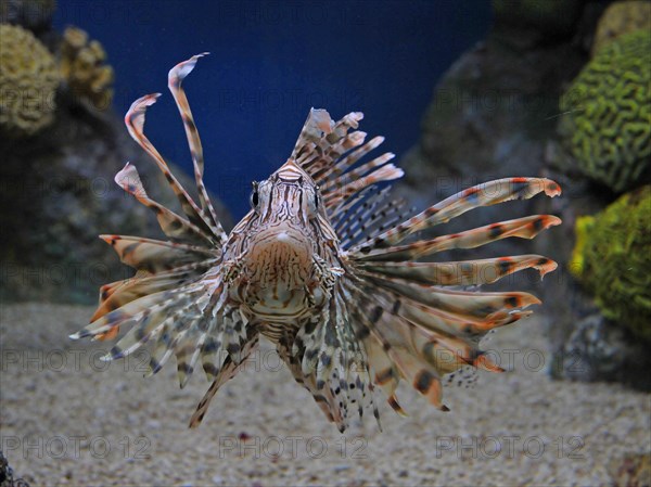 Lionfish