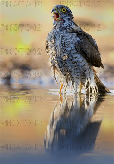 Eurasian sparrowhawk