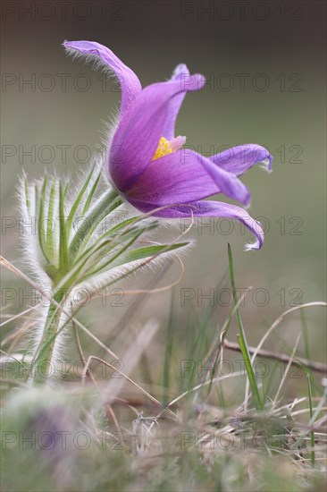 Common pasque flower