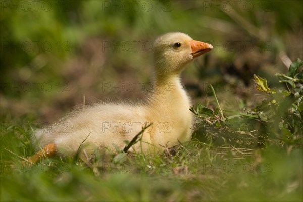 Domestic Goose