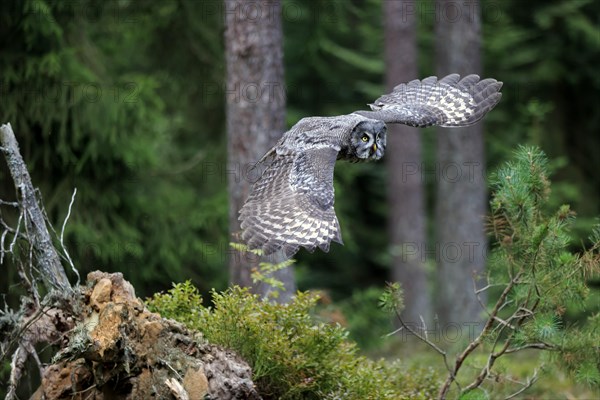 Great Grey Owl