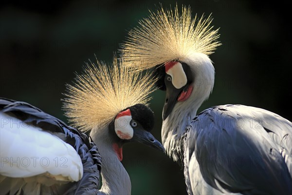 Crowned Crane