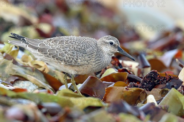 Red knot