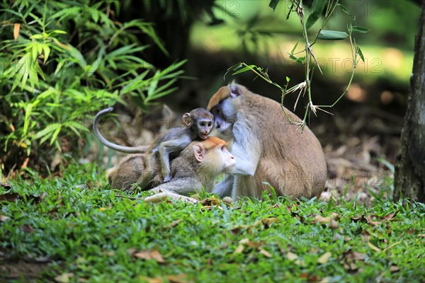 Common patas monkey