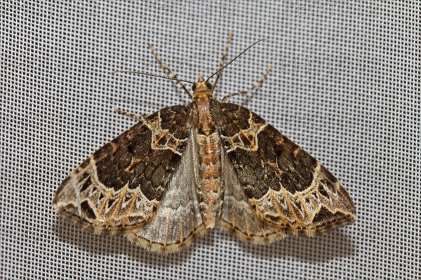 Dark brown hair tuft moth