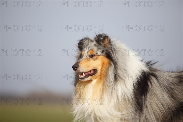 Scottish shepherd dog