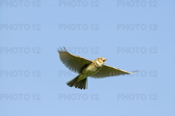 Skylark