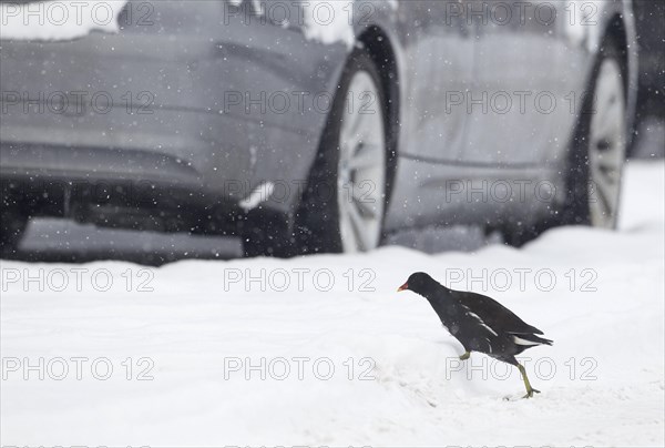 Moorhen