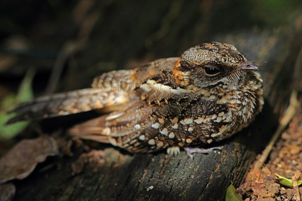 White-tailed Nightjar