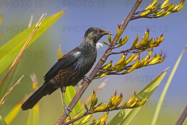 Tui