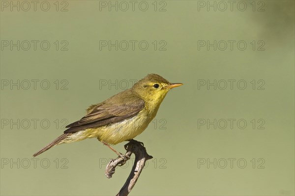 Melodious warbler