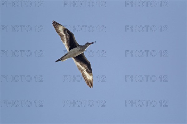 Willet