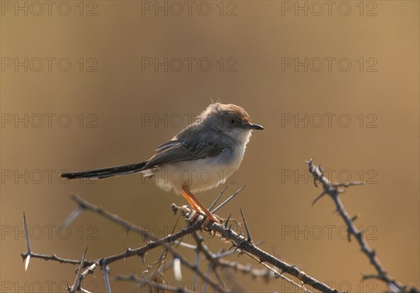Red-fronted Warbler