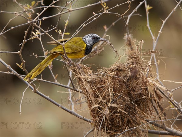 Oriole Warbler