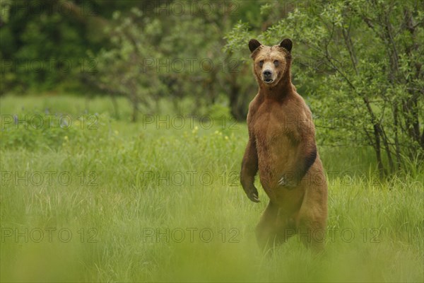 Grizzly Bear