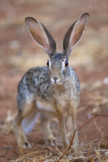 Scrub Hare