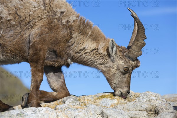 Alpine Ibex