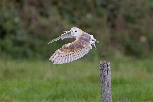 Common barn owl